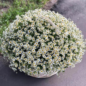 Композиция в корзине из 151 ромашки в Подольске