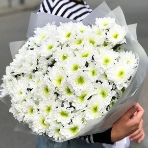 Букет "Лаймовый" из 15 кустовых хризантем в Подольске