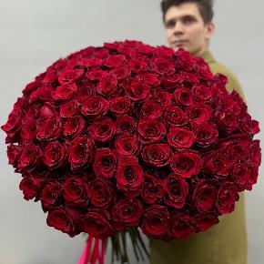 Букет из 101 красной Эквадорской розы Эксплорер (70 см) в Подольске