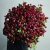 Монобукет из 75 кустовых роз Марун (70 см) в Подольске Монобукет из 75 кустовых роз Марун (70 см) в Подольске
