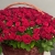 Композиция в корзине из 151 красной розы в Подольске