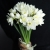 Букет из 25 нарциссов в Подольске Букет из 25 нарциссов в Подольске